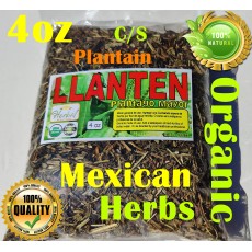Llanten, lantén Mayor, Plantago major  